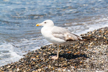 Sea gull on a pebble seaside summer dayの写真素材
