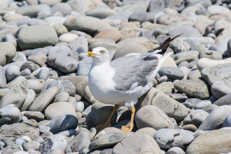 Sea gull on a pebble seaside summer dayの写真素材
