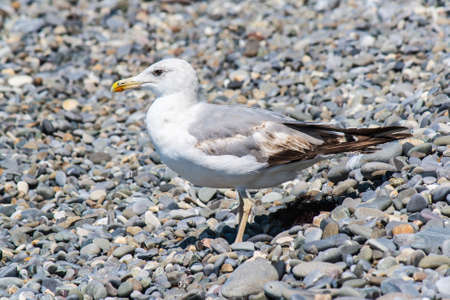 Sea gull on a pebble seaside summer dayの写真素材