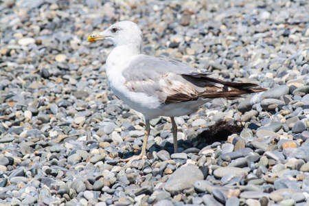 Sea gull on a pebble seaside summer dayの写真素材