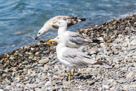Sea gull on a pebble seaside summer dayの写真素材