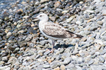 Sea gull on a pebble seaside summer dayの写真素材