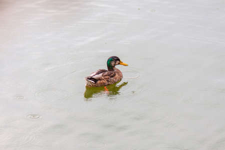The duck floats on the water in rainy overcast weatherの写真素材