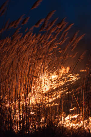 Night fire in the dry reed beds of dried-up winterの写真素材