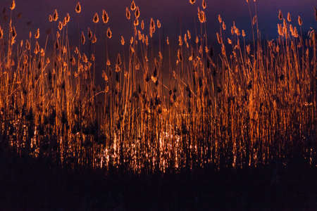 Night fire in the dry reed beds of dried-up winterの写真素材