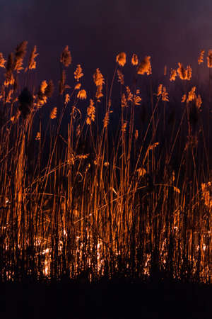 Night fire in the dry reed beds of dried-up winterの写真素材