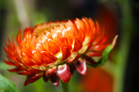 Bud drop Helichrysumの写真素材