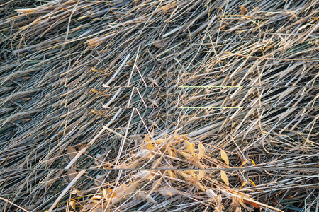 Freshly cut summer hay close-upの写真素材