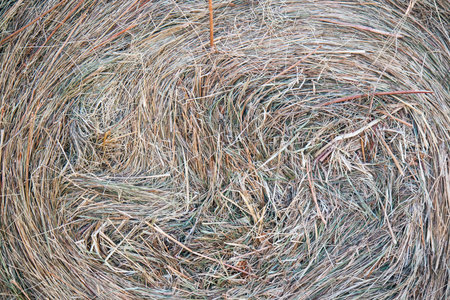 Freshly cut summer hay close-upの写真素材