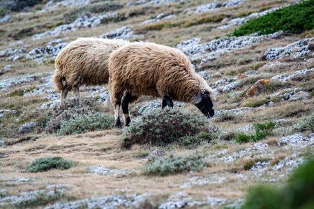Landscape with grazing sheep in the Caucasus mountainsの写真素材