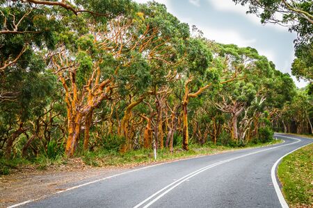 Eucalyptus grove, Australiaの写真素材