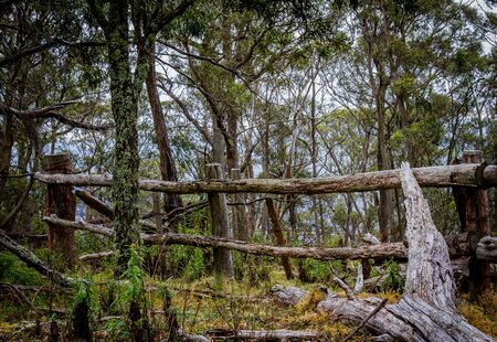 Wildlife in australiaの写真素材