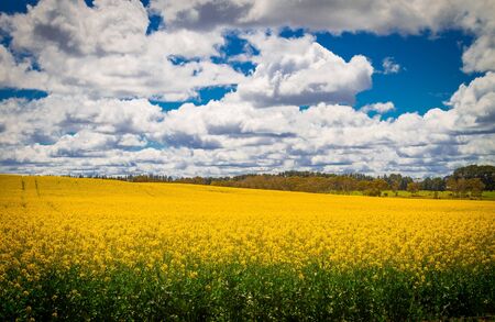 Blooming field of canola, Belanglo Forest, Australiaの写真素材