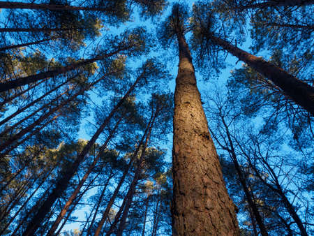 View of pine trees and clear blue sky from belowの写真素材