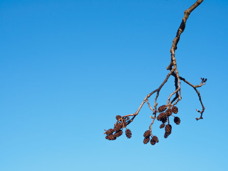 Dried alder cones are hanging on a twig in a sunny day