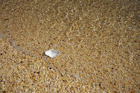pearl in a shell on the beach on a sandy beachの写真素材
