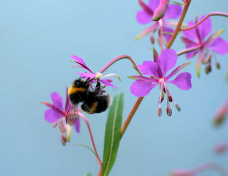 Bee on a flowerの写真素材