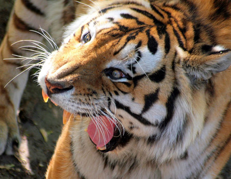tiger