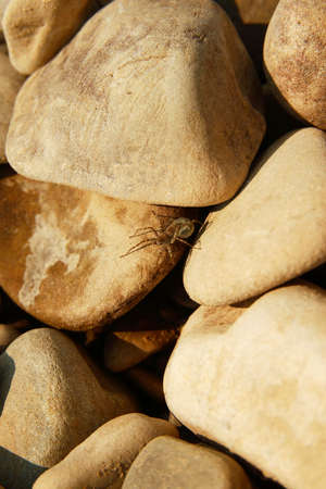 spiderの写真素材