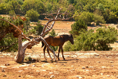 horseの写真素材