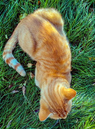 Red cat laying on the grass. High point view.の写真素材