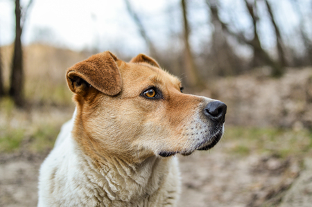 Close-up view of the big beautiful stray dogの写真素材