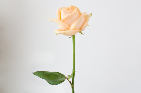 Atmospheric toned photo of the cream withering rose on the single color backgroundの写真素材