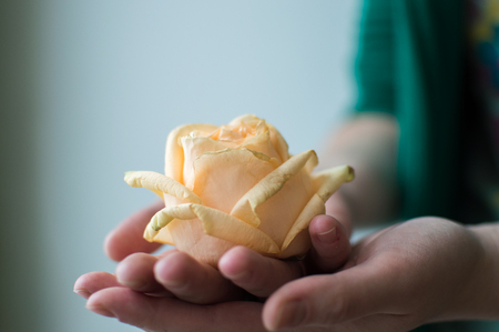 Female hands holding rose flower. Healthcare concept.の写真素材