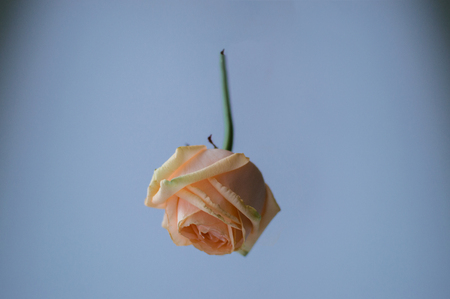 Atmospheric toned photo of the fallen withering rose on the color background. Love concept.の写真素材
