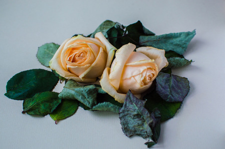 Close-up photo of the two rose on the pink pastel background. Women's day concept.の写真素材