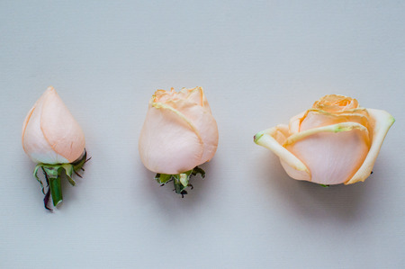 Three stages the rose flowering. Concept: life, relations. love, health, friendship.の写真素材