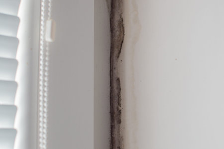 Close-up view of the mold on the wall near to the window. House microclimate problem.