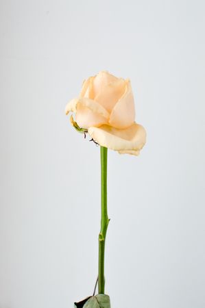 Atmospheric toned photo of the cream withering rose on the single color backgroundの写真素材