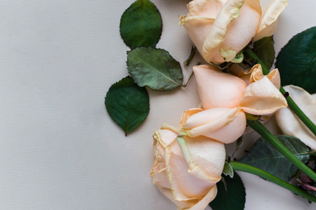 Close-up photo of the two rose on the pink pastel background. Women's day concept.の写真素材