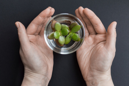 Top view of the female arms holding a flask with clean water and small succulent plant inside. Concept of ecology, treatment, care, healthcare, environment, nature protection, Earth day.の写真素材