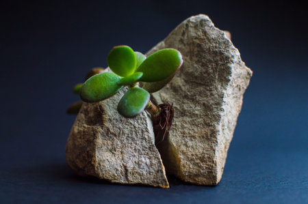 Rough stone split in two parts with the small green succulent plant. Dark blue, close to black...