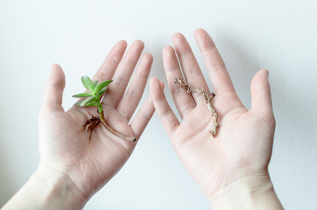 Green plant stem and whithered plant stem laying on the female palms. Concept of ecology, treatment, care, healthcare, environment, nature protection, Earth day.の写真素材