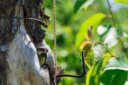 Young titmouse nestling looking into camera while sitting in the tree hollow. Tree is polluted with ropes, wires and scotch tapes. Nature and animal protection concept.の写真素材