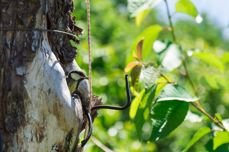 Side view of the tree with hollow and small titmouse nestling inside. Tree is polluted with ropes, wires and scotch tapes. Nature and animal protection concept.の写真素材