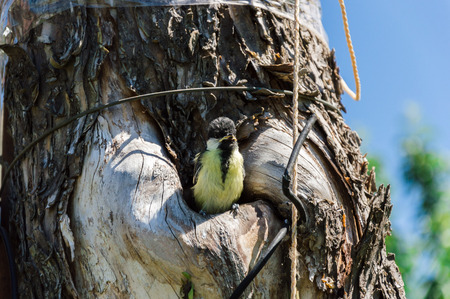 Close-up view of the small titmouse fledgeling looking out from the hollow. Small bird is preparing to its first flight. Tree where the nest is being placed is polluted with ropes, wires and scotch tapes. Environment pollution and ecology problems concept.の写真素材