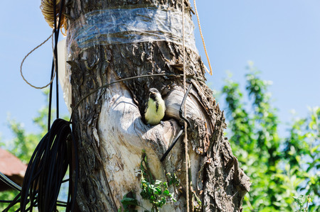 Close-up view of the small titmouse fledgeling looking out from the hollow before its first flight. Tree where the nest is being placed is polluted with ropes, wires and scotch tapes. Environment pollution and ecology problems concept.の写真素材