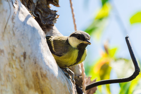 Close-up photography of the small titmouse nestling in the wild. Tree where the nest is being is polluted with ropes, wires and scotch tapes. Nature and animal protection concept.の写真素材