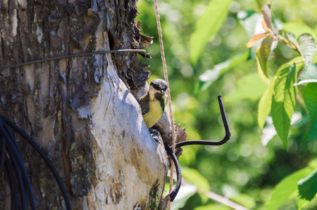 Small titmouse nestling looking out from the hollow. Tree where the hoillow is being is polluted with ropes, wires and scotch tapes. Nature and animal protection concept.の写真素材