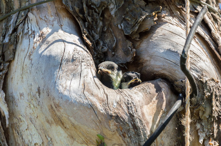 Close-up view of the two small titmouse fledgelings looking out from the hollow. Tree where the nest is being placed is polluted with ropes, wires and scotch tapes. Environment pollution and ecology problems concept.の写真素材