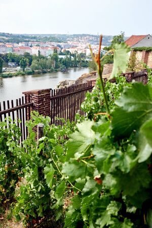 Small vineyard in Czech Republicの写真素材