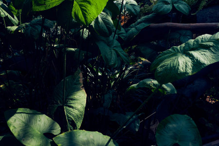 Tropical plTropical plants leaves pattern. Background, environment protection, rainforests.ants...