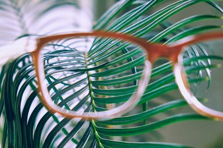 Close-up view of the exotic house plant branch through the glasses. Concept of the environment protection, care, greenhouse effect.の写真素材