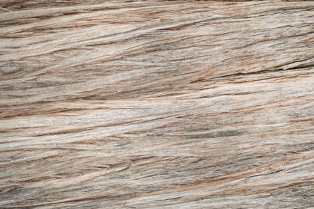 Old Wooden Tree in Forest Texture Background Image.の写真素材