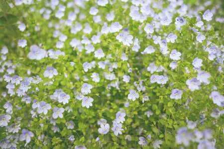 Beautiful Small Blue and White Flowers Spring Cute Background.の写真素材