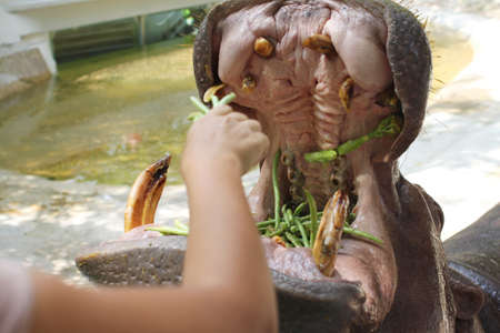 Close up of Tourist Hand Feeding Hippo with Yardlong Bean Vegetable in Wide Open Mouth. Bali, Indonesia.の写真素材